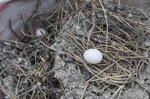 Egg of Domestic pigeon bird animal in a nest photo