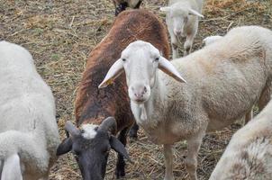 Sheep quadrupedal ruminant mammal in the grass photo