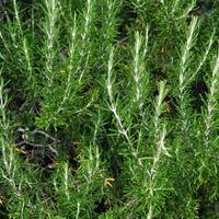 Romero rosmarinus officinalis hierba perenne con víspera fragante foto