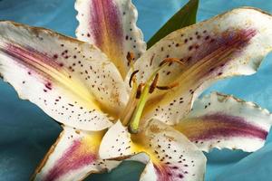 A delicate lily on a blue background. photo