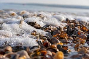 Sea waves washing up over shells photo