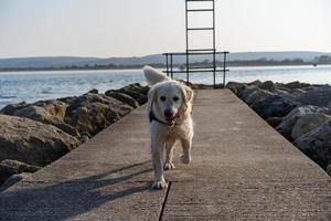 Golden Retriever on Groyne at sunset photo