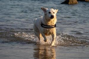 Golden Retriever running through the sea at low tide photo