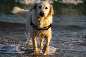 Golden Retriever In The Sea At Low Tide At Sunset Looking Down Camera photo