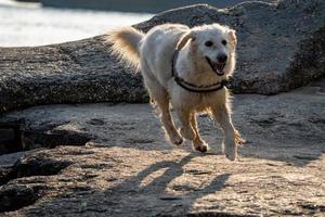 Golden Retriever running on rocks photo