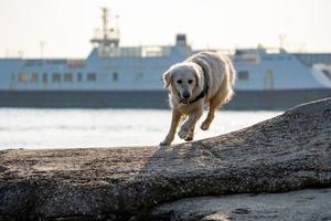 golden retriever sobre rocas con ferry en segundo plano. foto