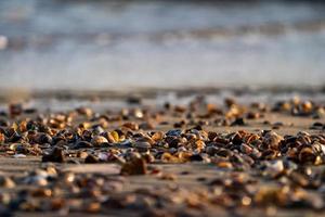 Shells on beach at low tide at sunset