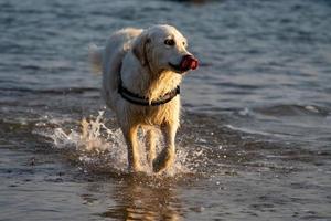 golden retriever en marea baja con la lengua afuera al atardecer foto