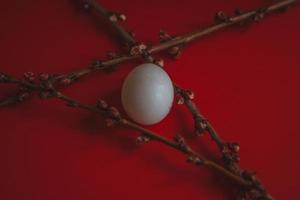 Apricot tree branch and egg on red background Spring and Easter background photo