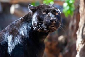 jaguar negro amenazante
