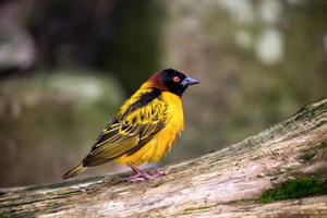 Black-headed Weaver standing on a log photo