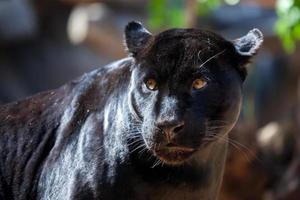 jaguar negro amenazante