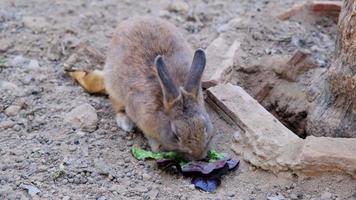 el conejo en la jaula come lechuga fresca. alimentacion de conejos. video