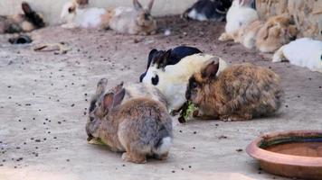 o coelho na gaiola come alface fresca. alimentando coelhos.