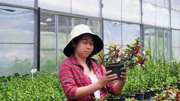 hermosa mujer jardinera usa una tableta mientras trabaja en un invernadero. feliz mujer asiática cuidando plantas preparadas para la venta. video