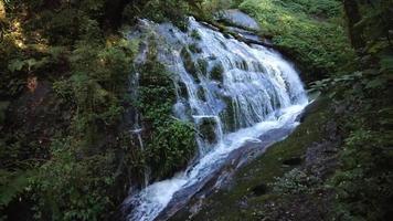 cascata nella foresta video