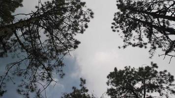 Silhouette of pine tree and branches on sky background. looking up to the trees. video