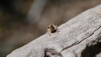 Grasshopper resting on log video