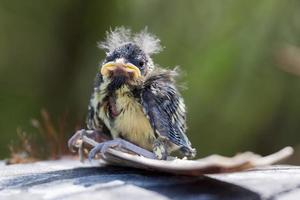 polluelo de tit azul foto