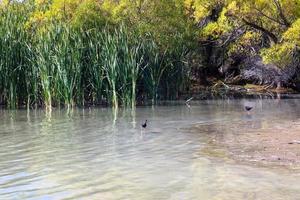 Black Stilt in New Zealand photo