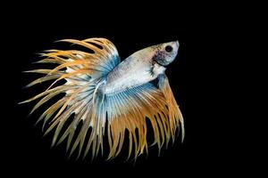 Yellow and blue betta fish photo