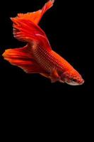 Red betta fish photo