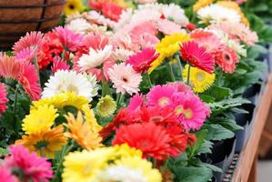 Blurry Red Yellow colour Gerbera daisy. Gerbera plant in pot on the table. photo