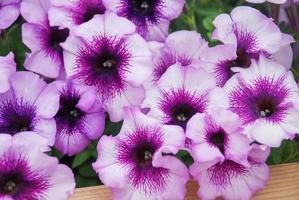 petunia, petunias en la bandeja,petunia en la olla foto