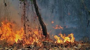 feu de forêt sur la montagne de thaïlande video