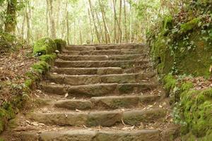 fotos del bosque encantado en cangas, pontevedra