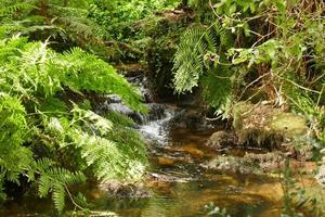 Pics of the Enchanted Wood in Cangas, Pontevedra photo