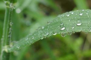 gotas de lluvia sobre hojas de hierba verde