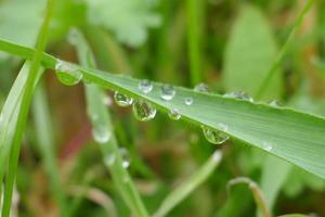 Raindrops on Green Grass Leaves photo