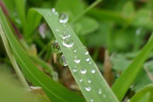 gotas de lluvia sobre hojas de hierba verde foto