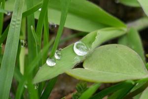 gotas de lluvia sobre hojas de hierba verde foto