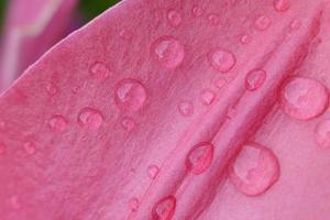 Raindrops on a Pink Lily photo