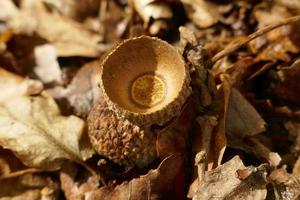 Two Acorn Cupules on Withered Leaves photo