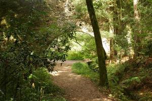 fotos del bosque encantado en cangas, pontevedra