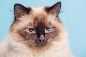 Beautiful fluffy cat on a blue background. The young cat is purebred. photo