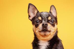 Chihuahua dog tricolor on a yellow background. Pedigree dog portrait. Black dog. photo