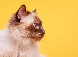 gato siberiano el gato tiene un año. punto de color del perfil de color del gato. foto