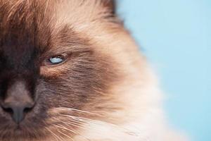 Beautiful Siberian fluffy cat on a blue background. The young cat is purebred. Part of the snout. photo