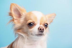 White with red spots dog breed Chihuahua on a blue background. Portrait of a dog. photo