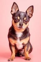 Chihuahua dog tricolor on a pink background. Pet, animal. photo