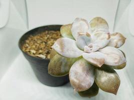 cactus plant in a pot isolated on a white background photo