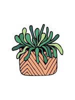 doodle illustration cactus on white. Colorful doodle illustration cactus in modern style on white background. vector