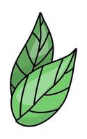 drawing of green leaf on white background. Vector illustration