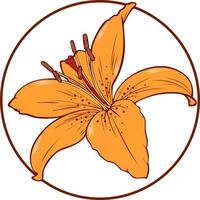 Round card orange lily on a transparent background vector