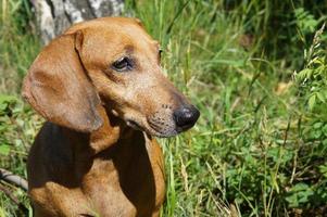 Redhaired dachshund closeup photo