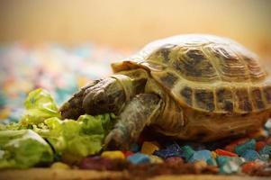Turtle eats greens photo